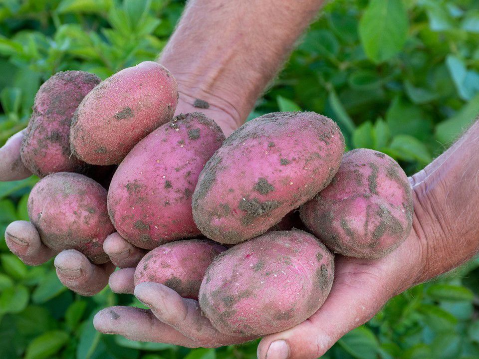 duurzame-aardappels