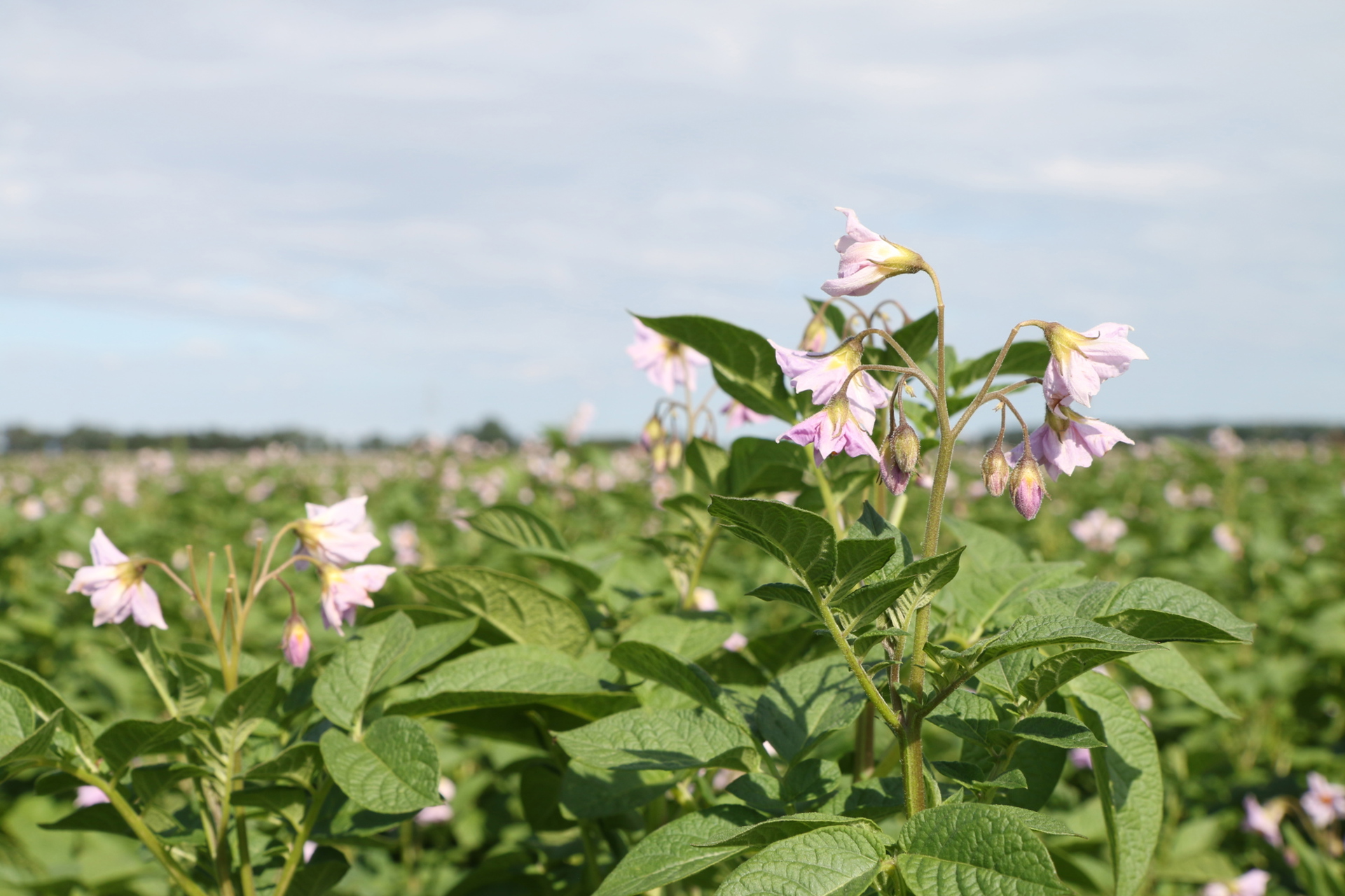 COM FLD F©Agrico17 (8) (2)