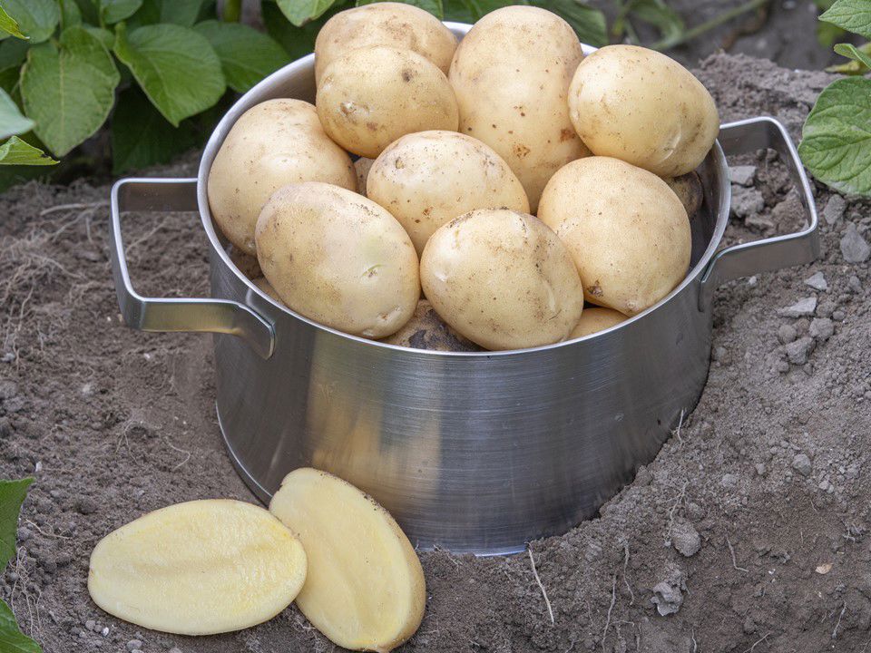 Agrico Keav Adato 16