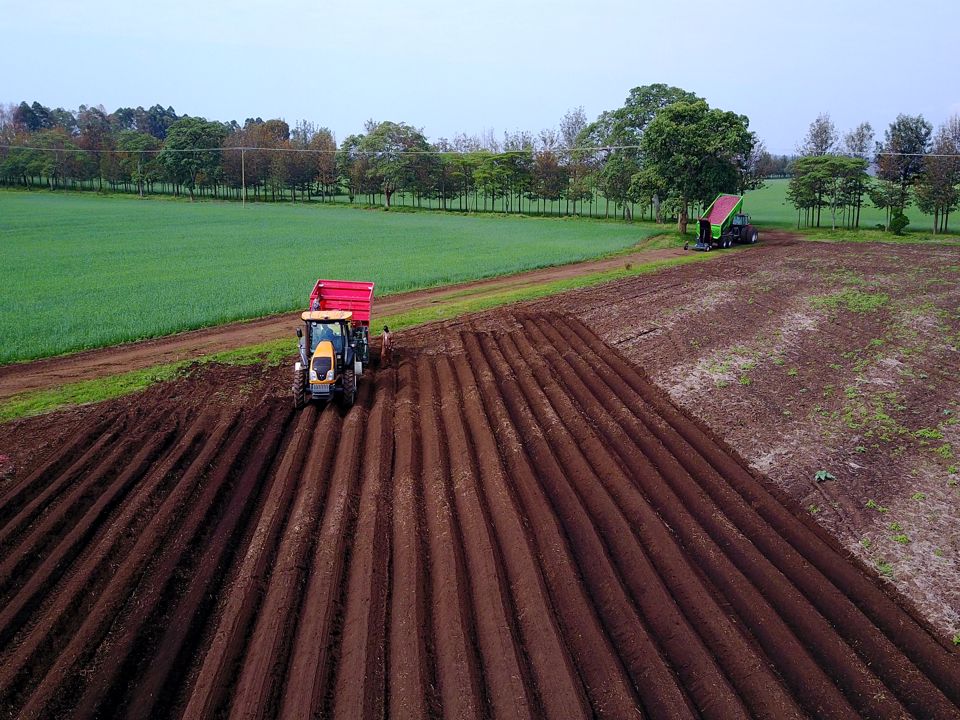 Kenyan farmer planting Arizona variety
