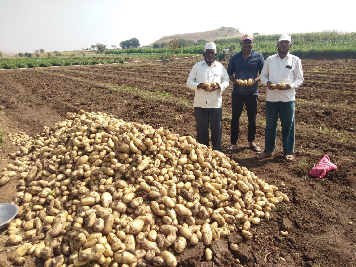 Indian Supplier Of High Quality Seed Potatoes Agrico   51 