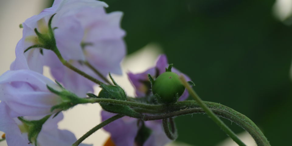 IMG 7292