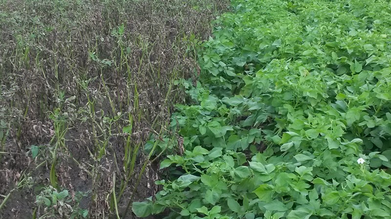 Veld Phythopthora En Resistent